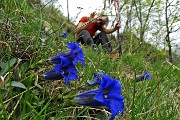 17 Genziana di Clusius (Gentiana Clusii)
